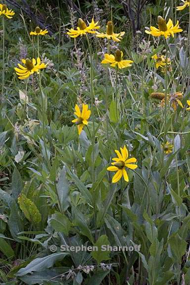 rudbeckia californica var californica 5 graphic